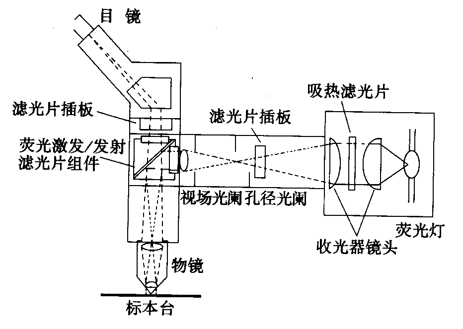 熒光顯微鏡原理圖，激發(fā)濾板和壓制濾色系統(tǒng)