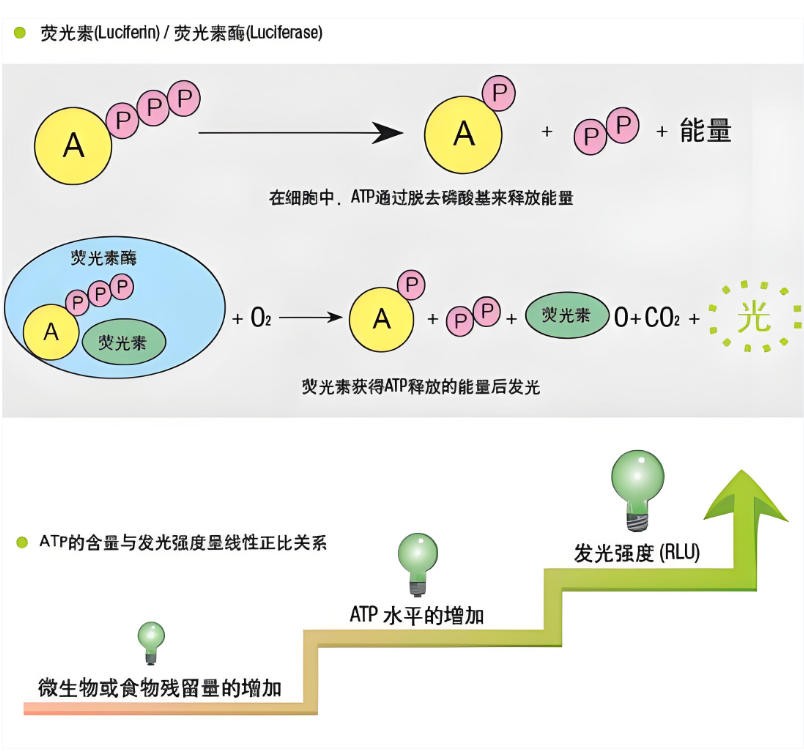 ATP+AMP的檢測原理 ATP+AMP的檢測原理
